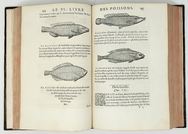 Histoire entiere des Poissons. Compos&amp;eacute;e premierement en Latin par maistre …