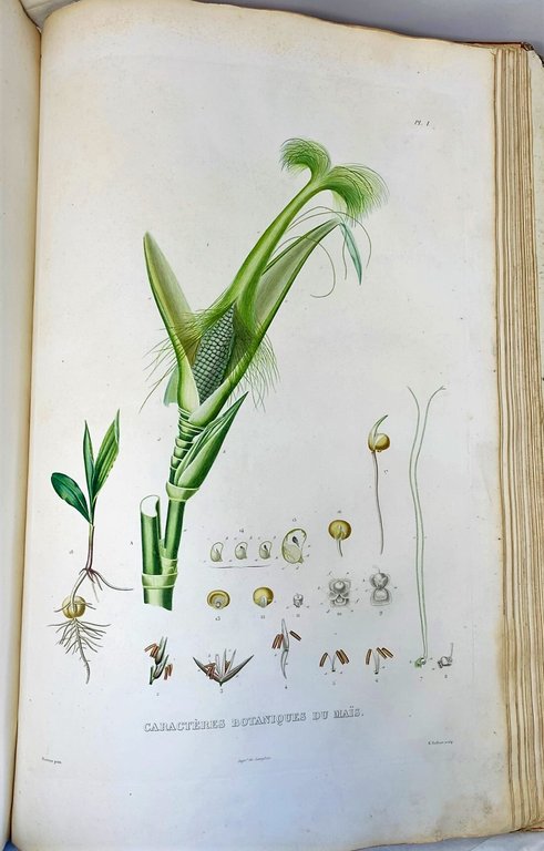 Histoire Naturelle, Agricole et &amp;Eacute;conomique du Ma&amp;iuml;s.