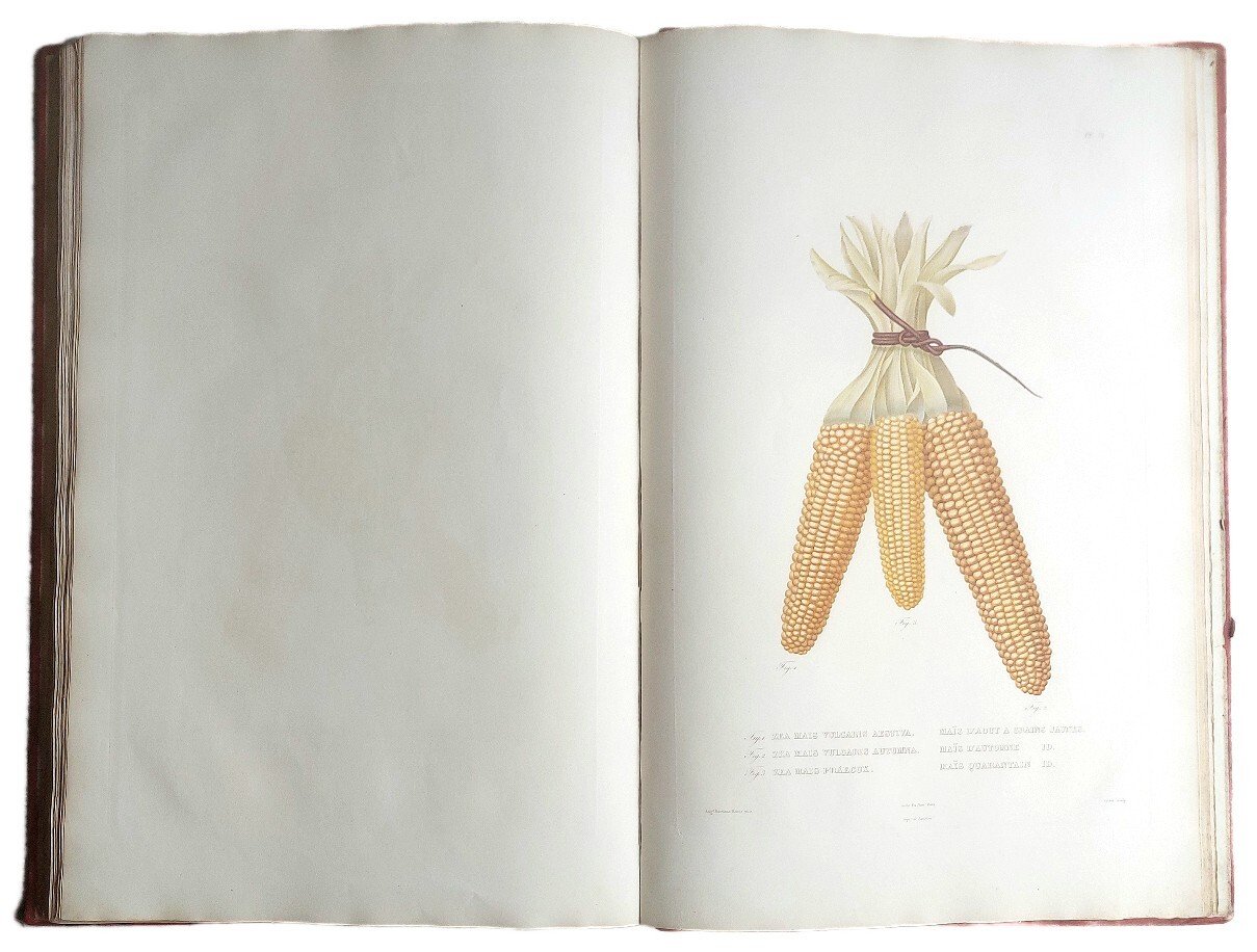 Histoire Naturelle, Agricole et &amp;Eacute;conomique du Ma&amp;iuml;s.