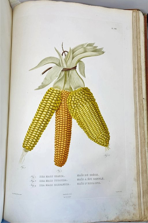 Histoire Naturelle, Agricole et &amp;Eacute;conomique du Ma&amp;iuml;s.