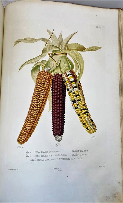 Histoire Naturelle, Agricole et &amp;Eacute;conomique du Ma&amp;iuml;s.