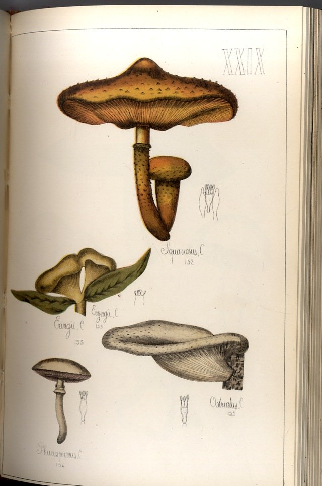 Histoire Naturelle des Champignons commestibles et vénéneux. Préface par Ad. …