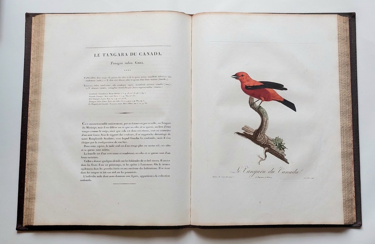 Histoire naturelle des tangaras, des manakins et des todiers.