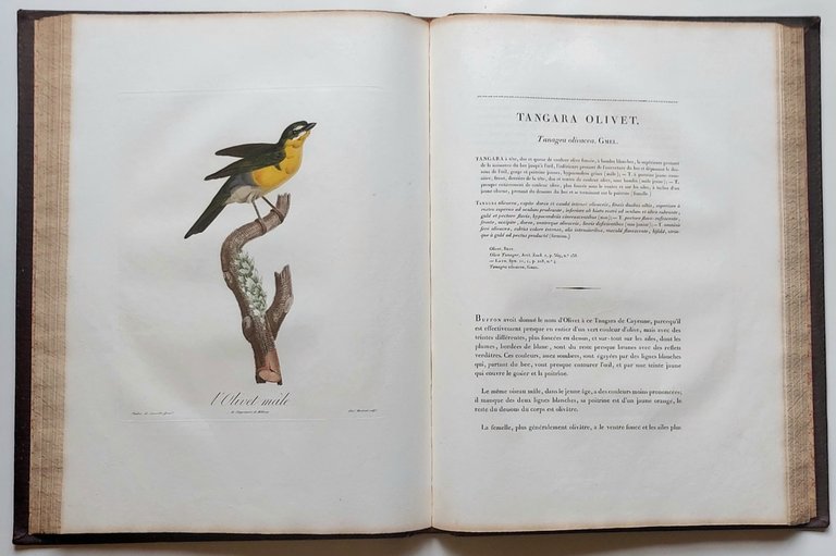 Histoire naturelle des tangaras, des manakins et des todiers.