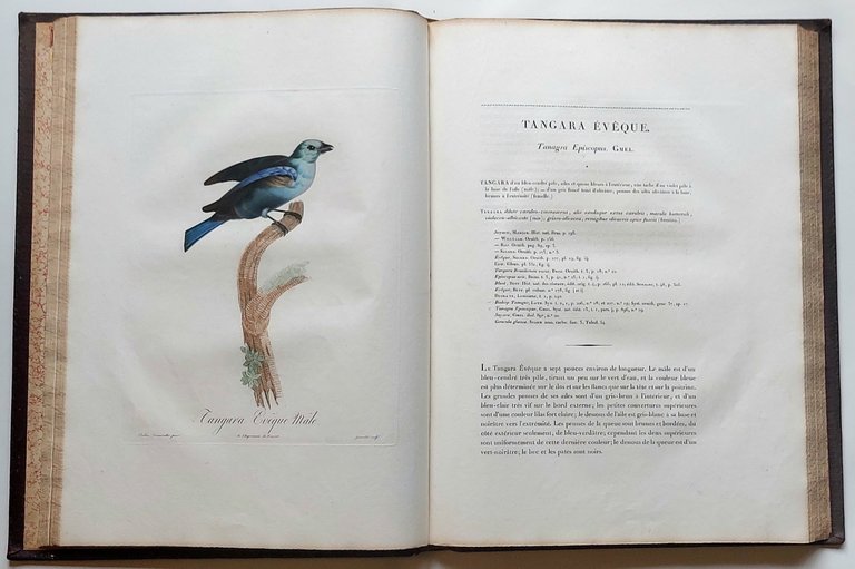 Histoire naturelle des tangaras, des manakins et des todiers.