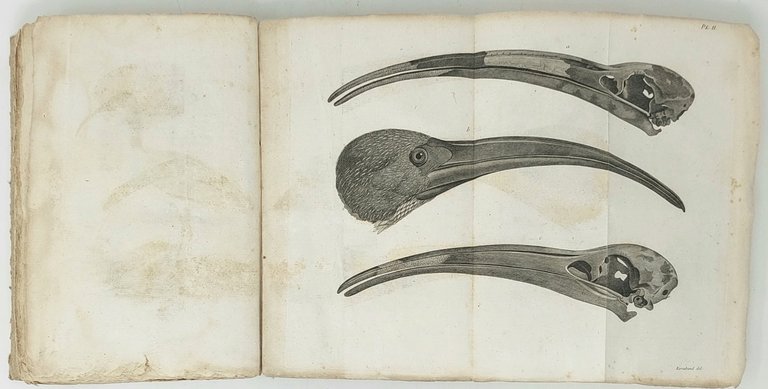 Histoire naturelle et mythologique de l'ibis... Ornée de six planches …