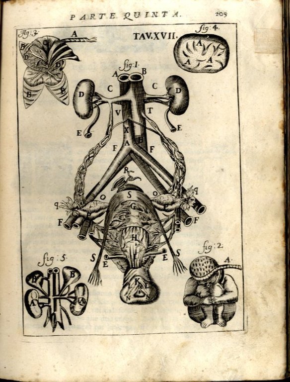 Il Corpo Umano, o breve storia, dove con nuovo metodo …