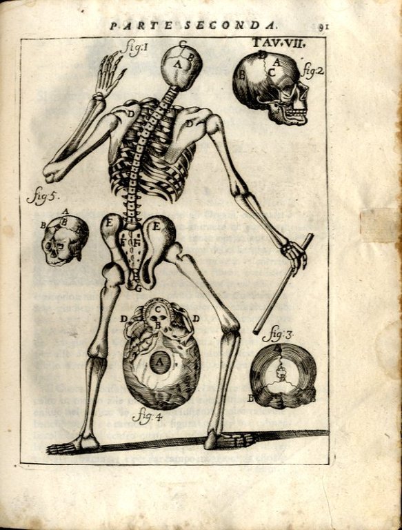 Il Corpo Umano, o breve storia, dove con nuovo metodo …