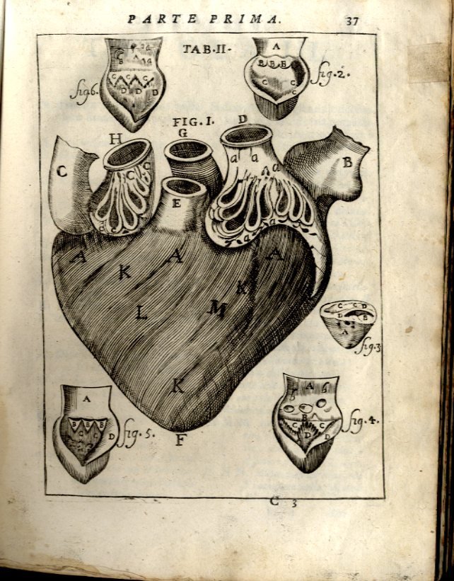 Il Corpo Umano, o breve storia, dove con nuovo metodo …