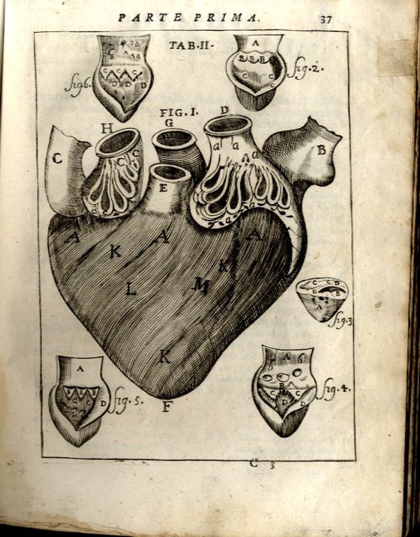 Il Corpo Umano, o breve storia, dove con nuovo metodo … | Immagine Gallery 1