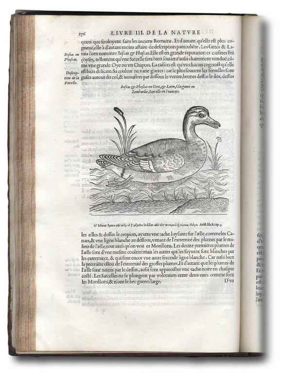 L'histoire de la nature des oyseaux, avec leurs descriptions, & …