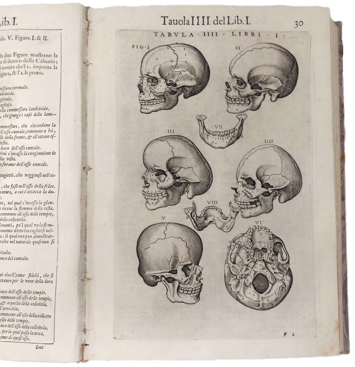 La Anatomia del corpo umano.