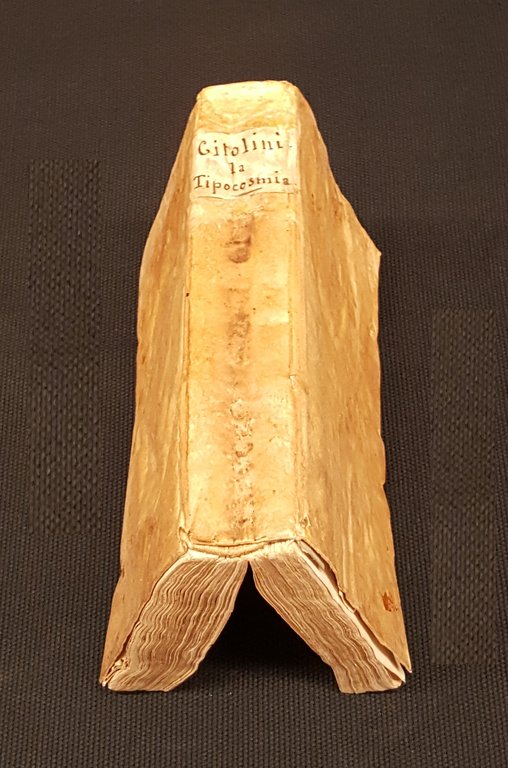 La Tipocosmia.
