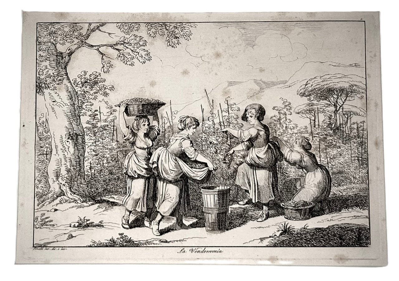 La Vendemmia.
