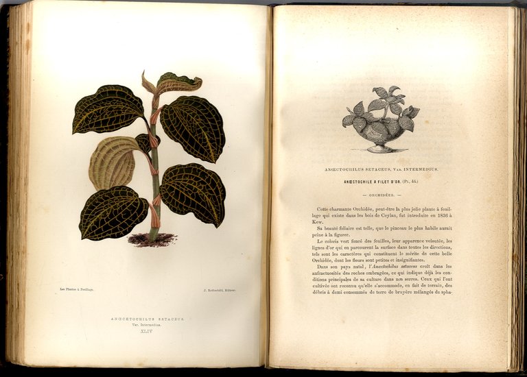 Les Plantes &amp;agrave; Feuillage Color&amp;eacute;. Histoire, D&amp;eacute;scription, Culture, Emploi, des …