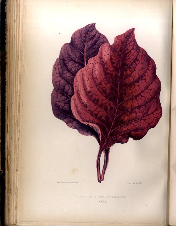 Les Plantes &amp;agrave; Feuillage Color&amp;eacute;. Histoire, D&amp;eacute;scription, Culture, Emploi, des … | Immagine Gallery 1