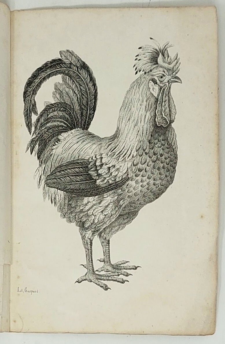 Memoria... intorno ad un gallo della razza che dicono padovana.