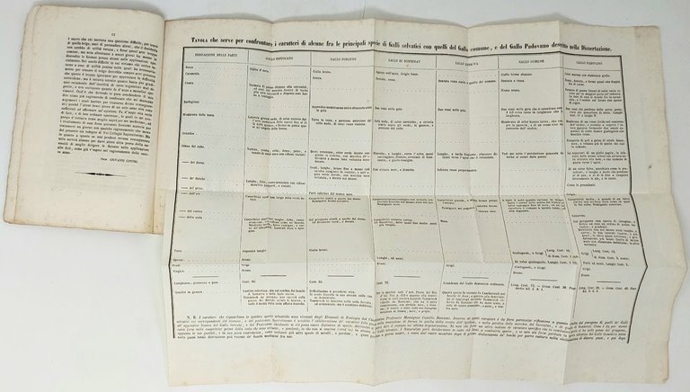 Memoria... intorno ad un gallo della razza che dicono padovana.