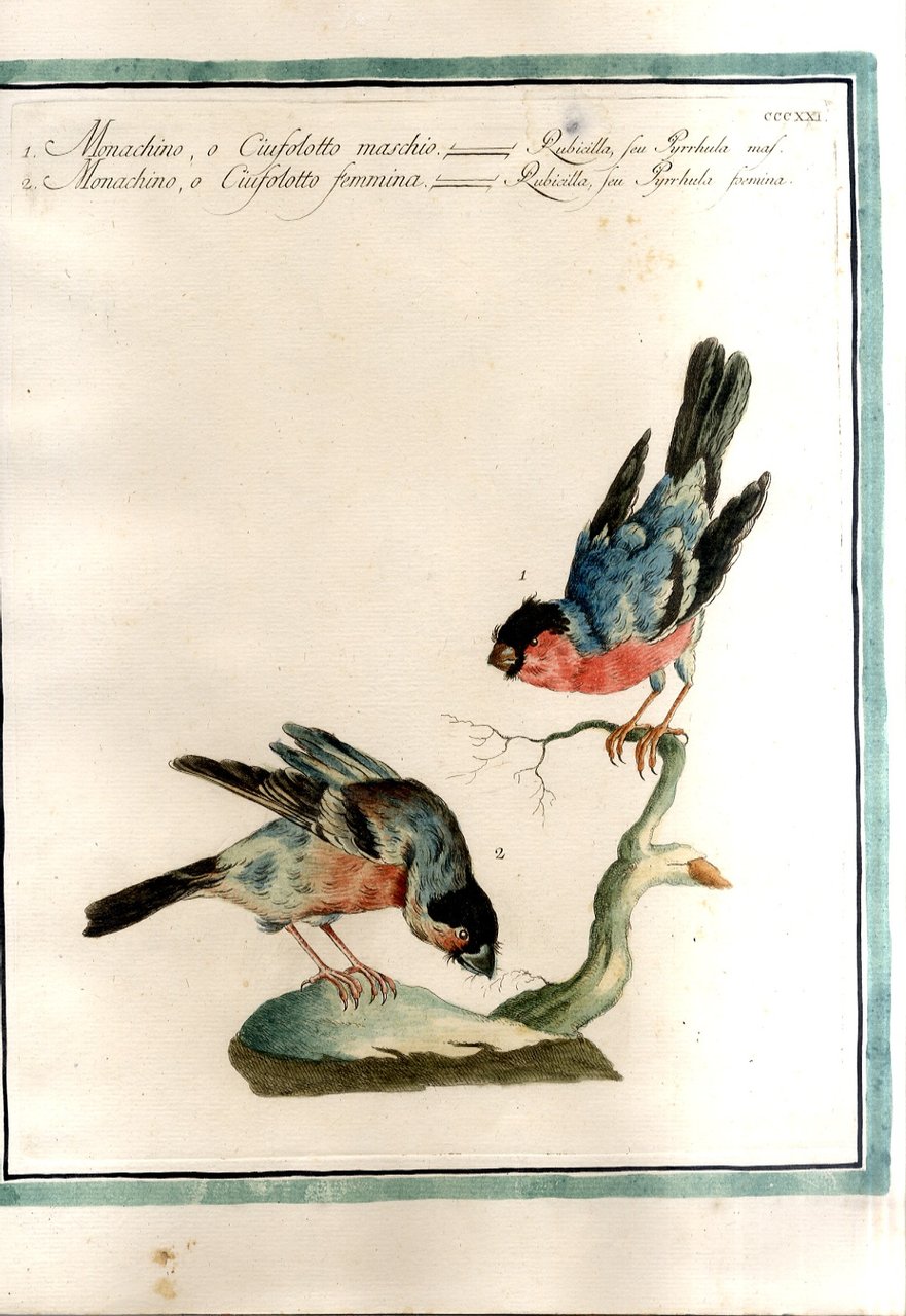 Monachino o Ciuffolotto - maschio e femmina