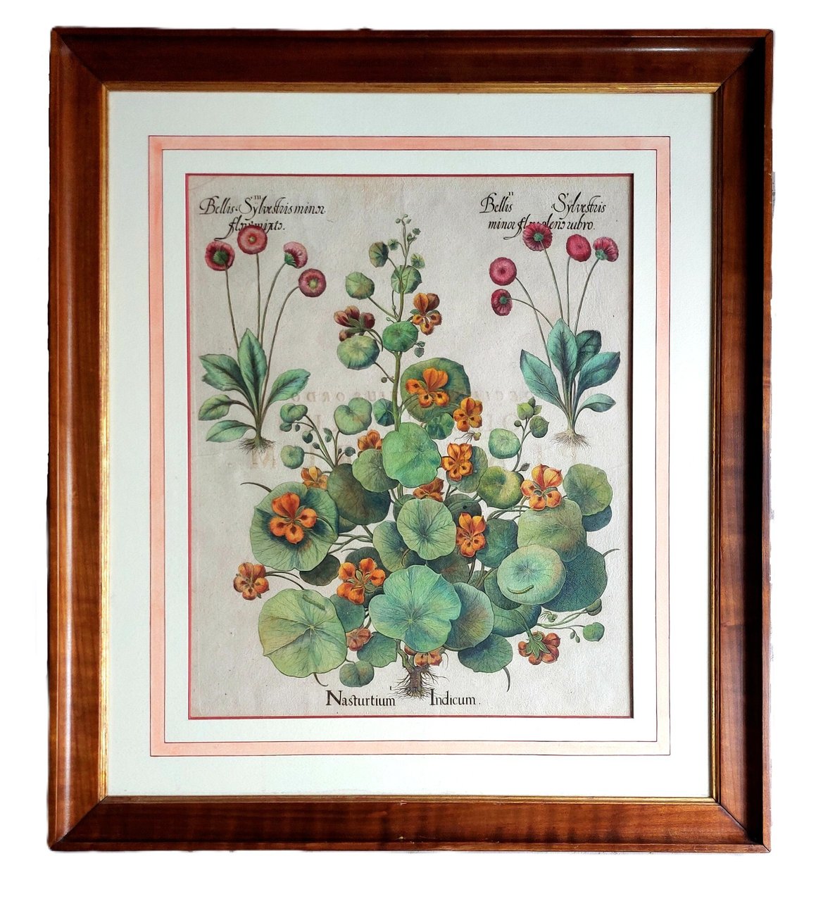 Nasturtium Indicum. | Immagine principale