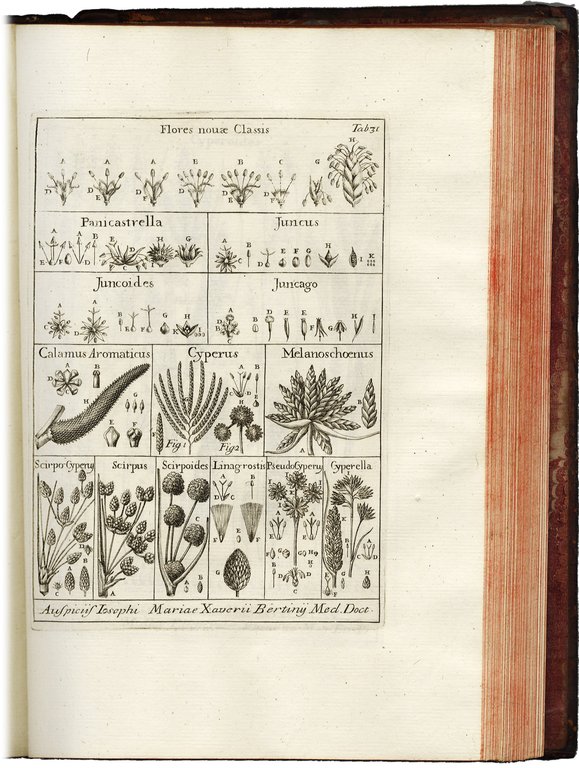 Nova Plantarum genera iuxta Tournefortii methodum disposita.