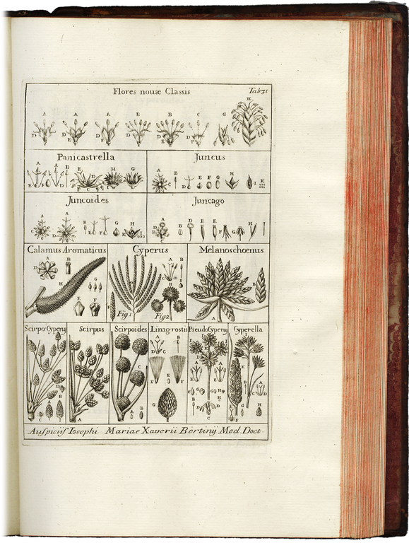 Nova Plantarum genera iuxta Tournefortii methodum disposita.