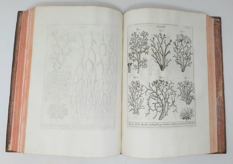 Nova Plantarum genera iuxta Tournefortii methodum disposita.