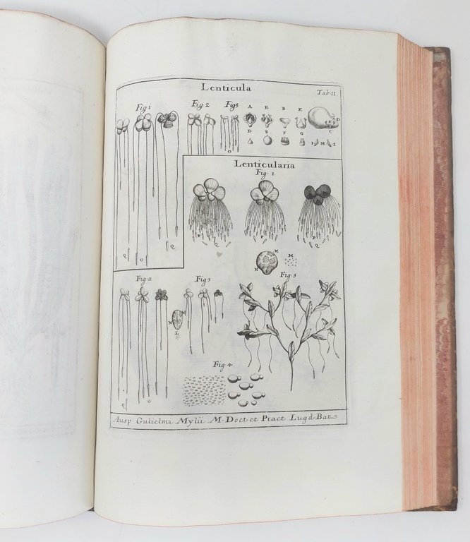 Nova Plantarum genera iuxta Tournefortii methodum disposita.