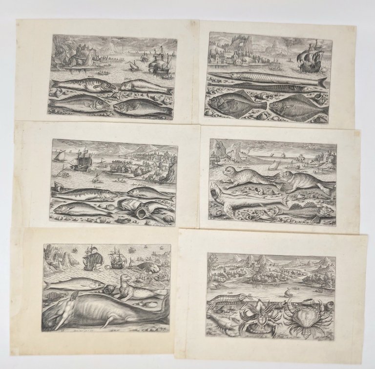 Piscium vivae icones in aes incisae et editae ab Adriano …