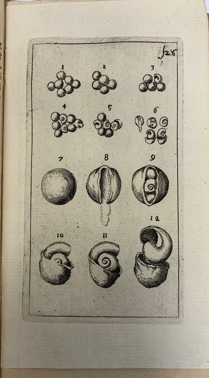 Relazione del ritrovamento dell&amp;rsquo;uova di chiocciole di A.F.M. in una …