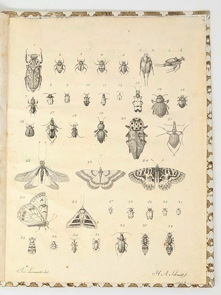 Specimen insectorum ulterioris Calabriae.