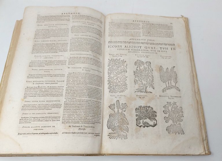 Stirpium icones et sciagraphia. Cum scriptorum circa eas consensu et dissensu: …