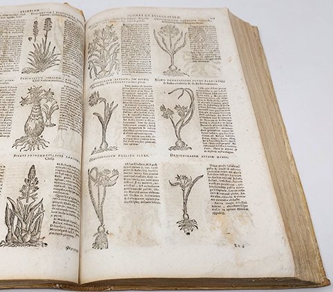 Stirpium icones et sciagraphia. Cum scriptorum circa eas consensu et dissensu: …