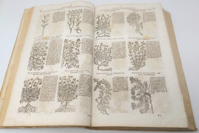 Stirpium icones et sciagraphia. Cum scriptorum circa eas consensu et dissensu: …