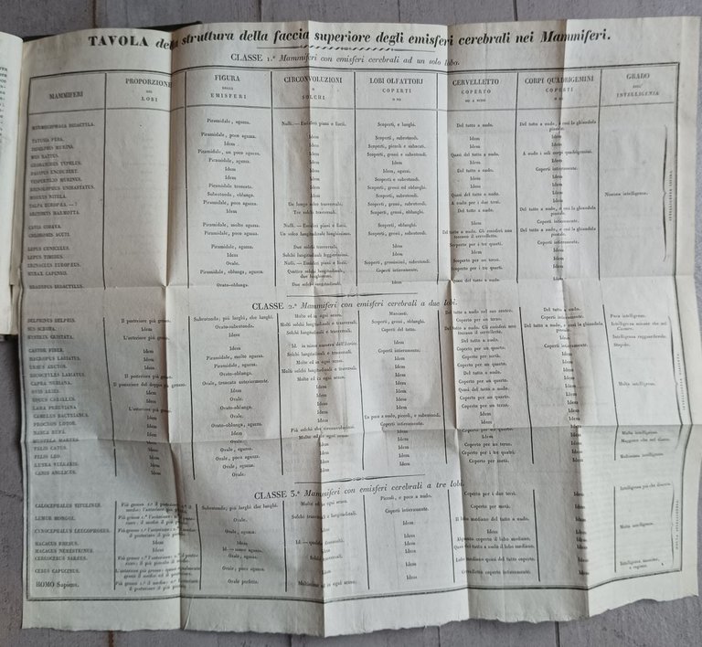 Sugli emisferi cerebrali dei mammiferi | Immagine Gallery 4