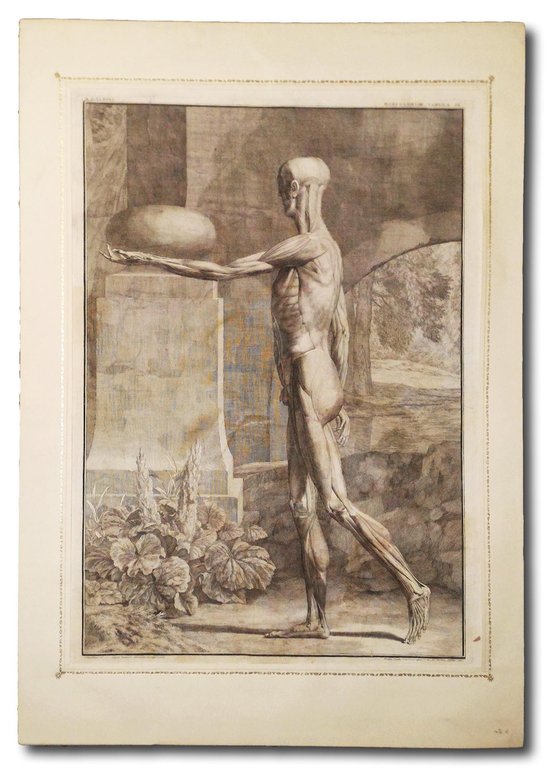 Tabula IX Muscolorum | Immagine Gallery 1
