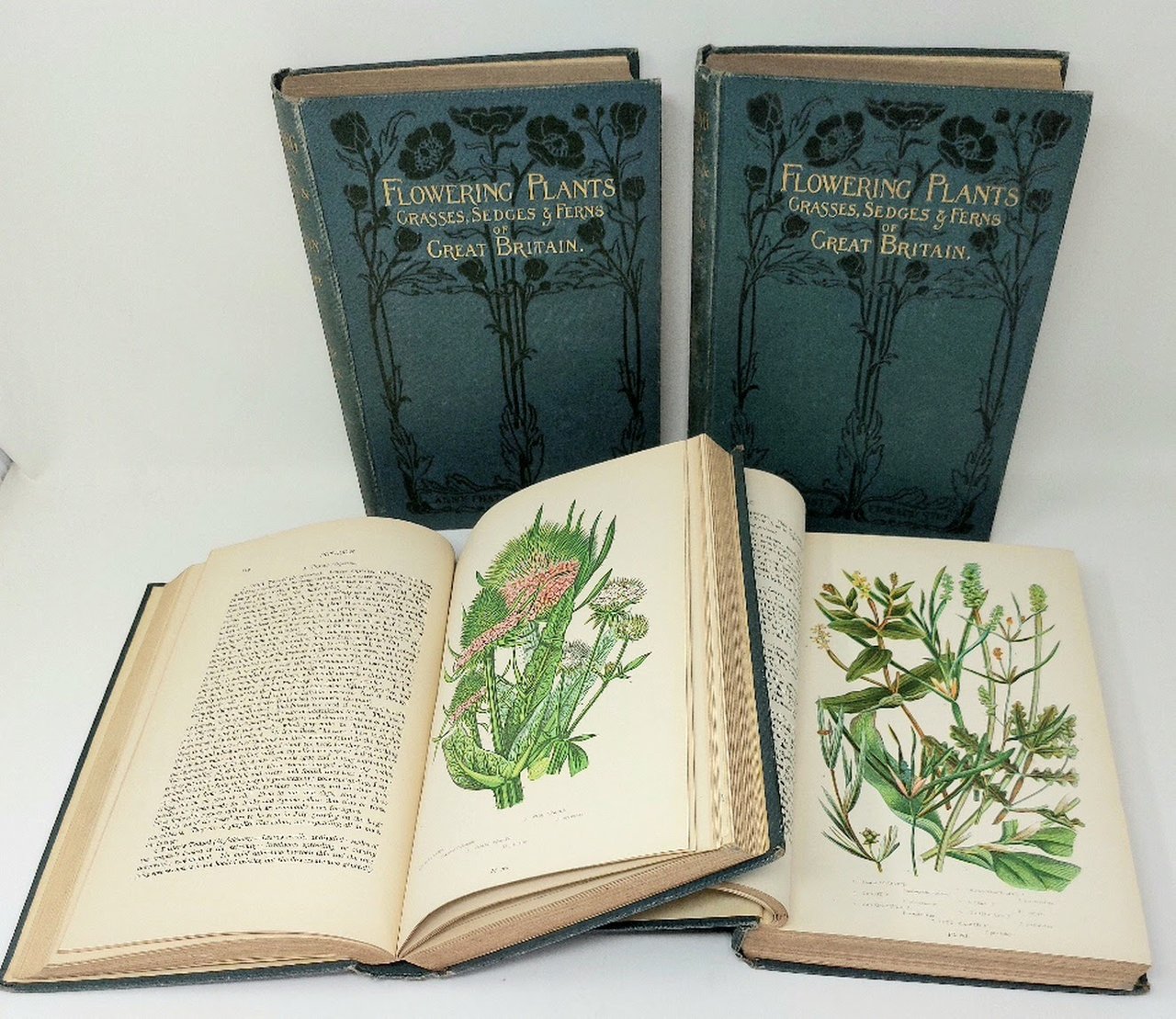The Flowering Plants. Grasses, Sedges &amp;amp; Ferns of Great Britain …