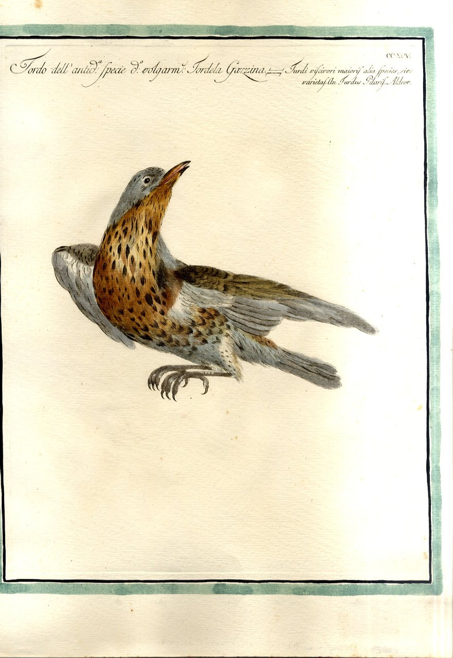 Tordo dell'antica specie