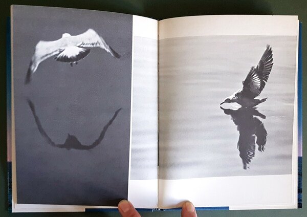 IL GABBIANO JONATHAN LIVINGSTON