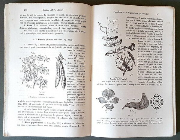 ELEMENTI DI BOTANICA per le scuole medie italiane - ANGIOSPERME …