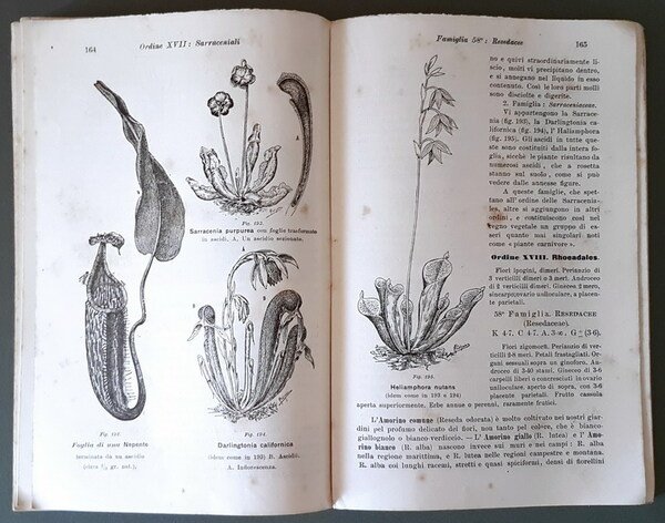 ELEMENTI DI BOTANICA per le scuole medie italiane - ANGIOSPERME …