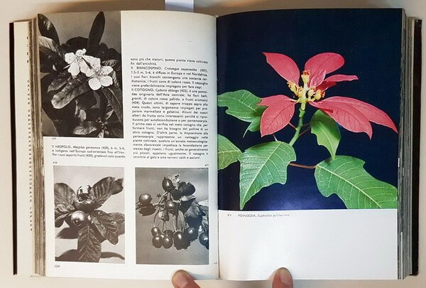 ENCICLOPEDIA ILLUSTRATA DELLE PIANTE