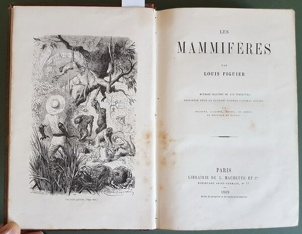 LES MAMMIFERES