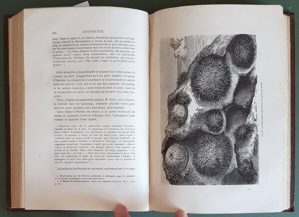 LA VIE ET LES MOEURS DES ANIMAUX - ZOOPHYTES ET …