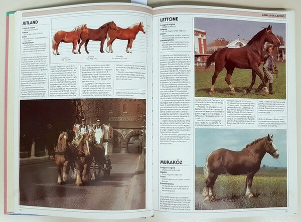 IL CAVALLO - Razze, attitudini e allevamento