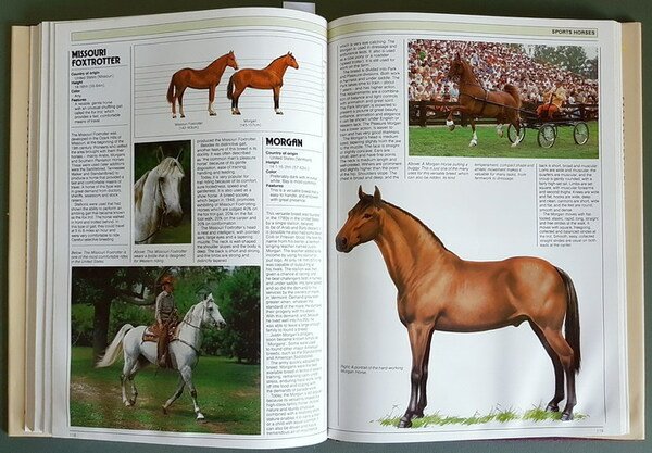 THE HORSE - The complete guide to Horse Breeds and …