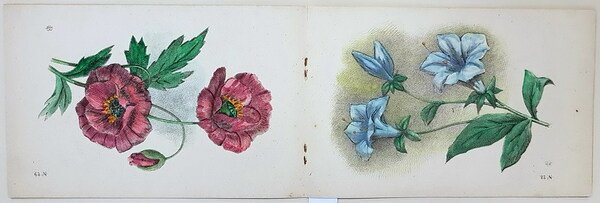 CORSO PROGRESSIVO DI DISEGNO - FIORI