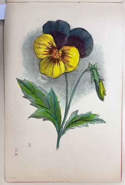 CORSO PROGRESSIVO DI DISEGNO - FIORI