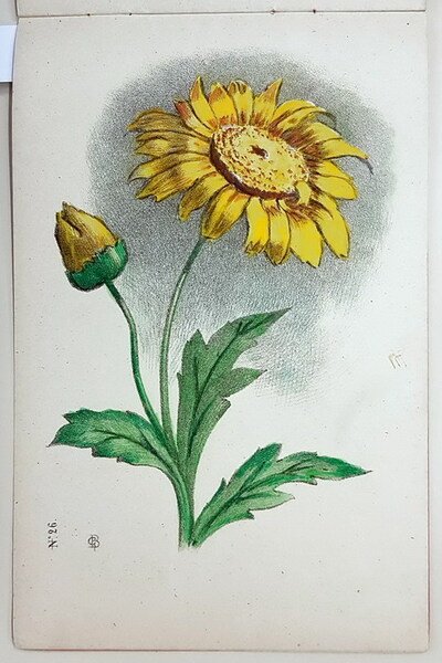 CORSO PROGRESSIVO DI DISEGNO - FIORI