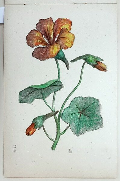 CORSO PROGRESSIVO DI DISEGNO - FIORI